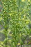 Photo: Camelina sativa 4.