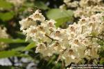 Photo: Catalpa x erubescens 4.