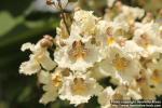 Photo: Catalpa x erubescens 5.