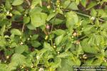 Photo: Capsicum baccatum var. pendulum 0.