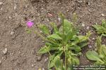 Photo: Calandrinia grandiflora 0.