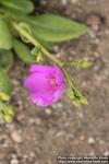 Photo: Calandrinia grandiflora 1.