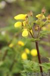 Photo: Calceolaria chelidonioides 1.