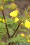 Photo: Calceolaria chelidonioides 2.