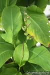 Photo: Canna indica 4.