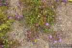 Photo: Campanula kemulariae 0.