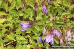 Photo: Campanula kemulariae 2.