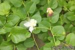 Photo: Capparis spinosa 3.