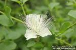 Photo: Capparis spinosa 4.