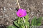 Photo: Calandrinia grandiflora 2.