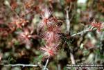 Photo: Calliandra eriophylla 1.