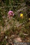 Photo: Castilleja exserta 1.