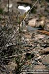 Photo: Calochortus nuttallii 1.