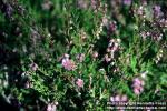 Photo: Calluna vulgaris 3.