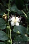 Photo: Capparis spinosa 1.