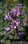 Photo: Campanula latifolia 4.