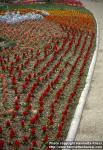 Photo: Celosia argentea plum 1.