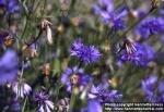 Photo: Centaurea cyanus 1.