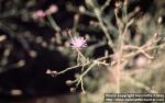 Photo: Centaurea diffusa 1.