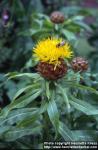 Photo: Centaurea macrocephala 1.