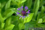 Photo: Centaurea montana 1.