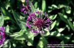 Photo: Centaurea montana 2.