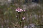 Photo: Centaurium erythraea 1.