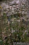 Photo: Centaurium erythraea.