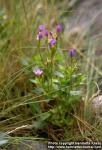 Photo: Centaurium littorale.