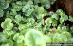 Photo: Centella asiatica 1.