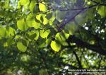 Photo: Cercidiphyllum japonicum 1.