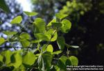 Photo: Cercidiphyllum japonicum 2.