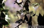 Photo: Ceropegia sandersonii.