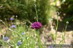 Photo: Centaurea cyanus 5.