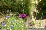 Photo: Centaurea cyanus 5.