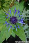 Photo: Centaurea montana 04.