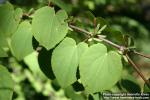 Photo: Cercidiphyllum japonicum 4.