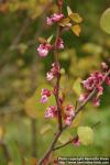 Photo: Cercis griffithii 1.