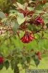 Photo: Cestrum elegans.