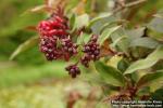 Photo: Cestrum elegans 2.