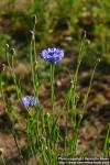 Photo: Centaurea cyanus 7.