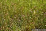 Photo: Centaurium littorale 4.