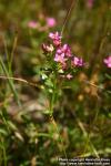 Photo: Centaurium littorale 5.