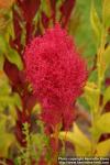 Photo: Celosia argentea plum 3.