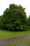 Photo: Cercidiphyllum japonicum 7.