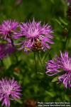 Photo: Centaurea jacea 2.