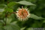 Photo: Cephalanthus occidentalis 1.