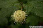 Photo: Cephalanthus occidentalis 2.