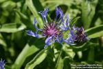 Photo: Centaurea montana 7.