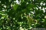 Photo: Cercis chinensis.